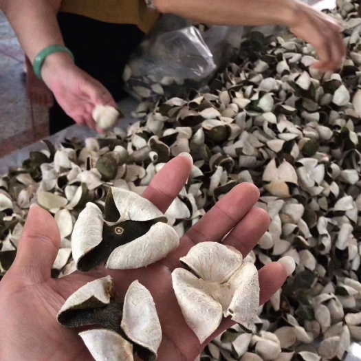 广州三花青皮 新会三花陈皮
