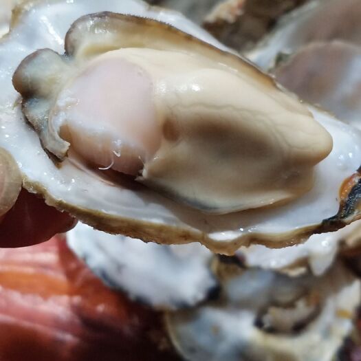 长沙珠海生蚝 海水 1-2两/只 2-3两/只 3-4两/只 4-5两/只 5-6两/只 6两以上/只   鲜活水产 