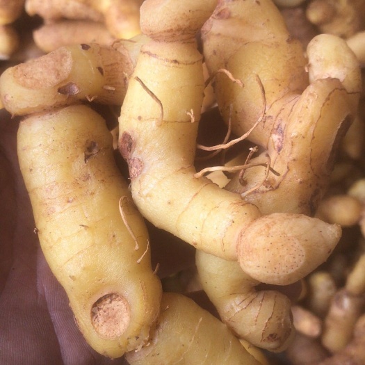 桑植县姜形黄精  湖南多花黄肉倒苗黄精干货
