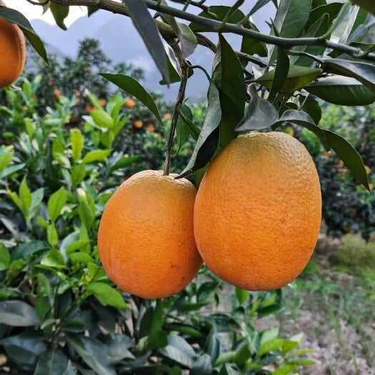 红橙 水多好吃，甘甜可口