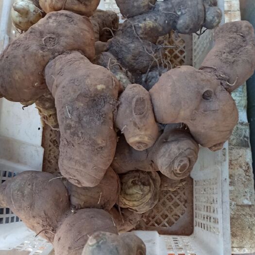 楚雄市姜形黄精 姜型黄精鲜货