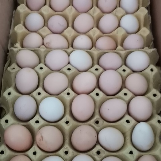 宣城初生蛋 食用 箱装