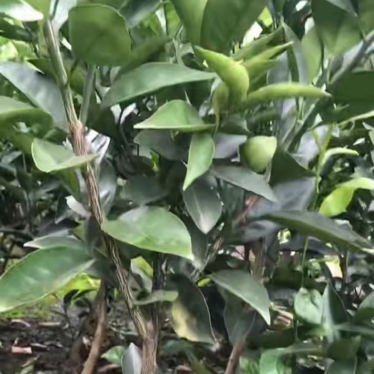 简阳市纽荷尔脐橙苗