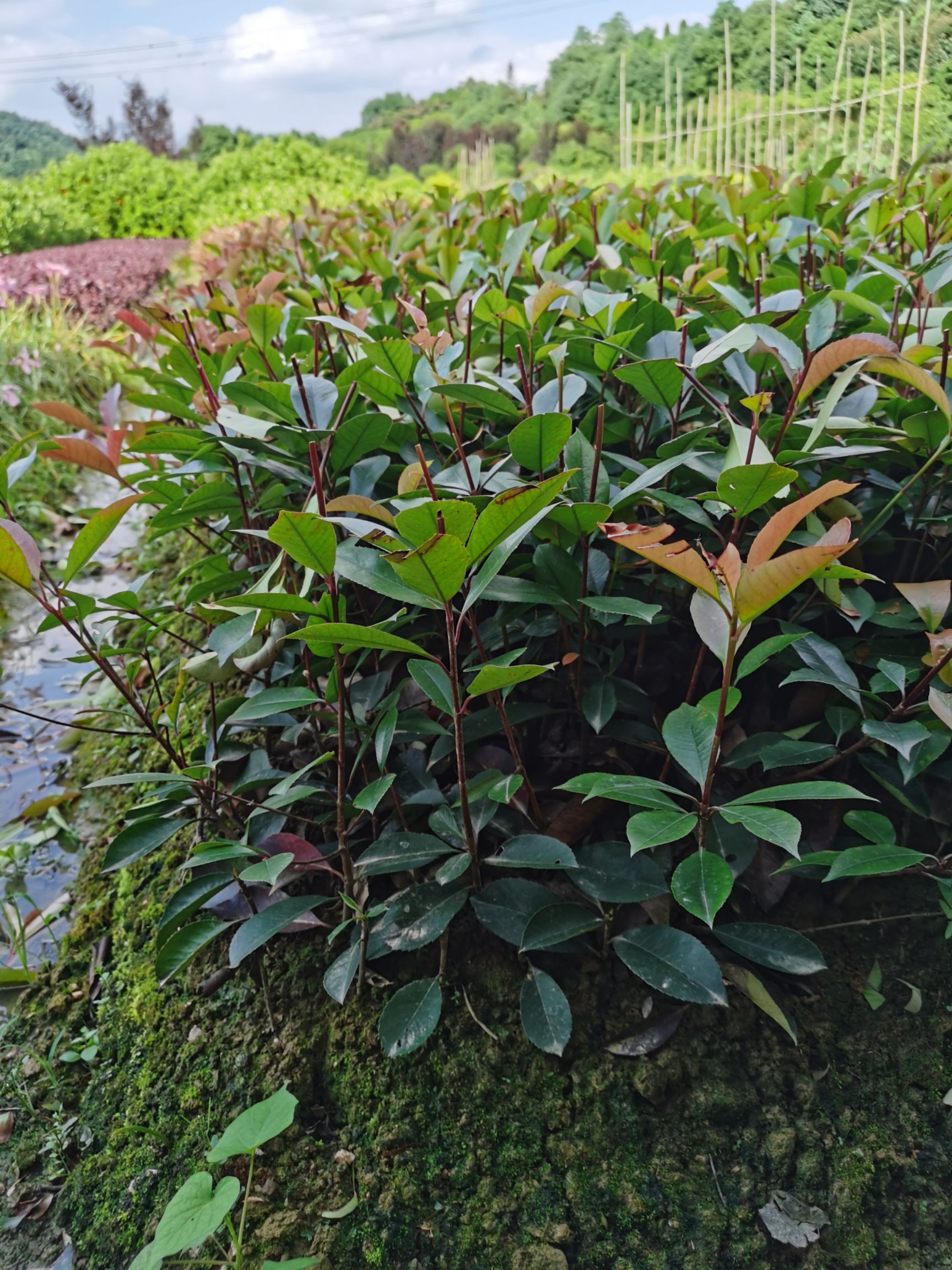 金森女贞苗  红花继木，红叶石楠，杜鹃