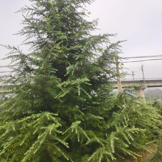 沂水县乔木雪松 雪松，稀植苗树形好