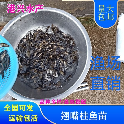 攀枝花桂鱼苗  桂花鱼苗翘嘴桂寸苗水花苗 市场行情批发价格全国发货