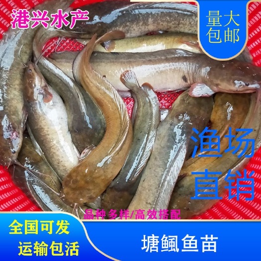 城步县本地塘鲺  塘鲺鱼鱼苗本地塘角鱼鱼苗滑哥魚鱼苗 市场行情批发价格全国发货