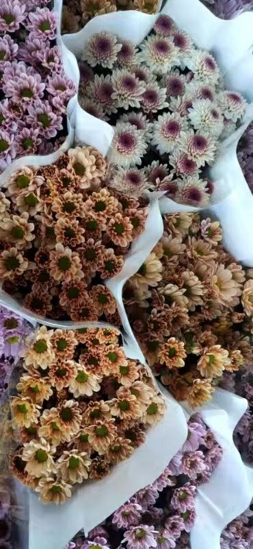 霞浦县雏菊 