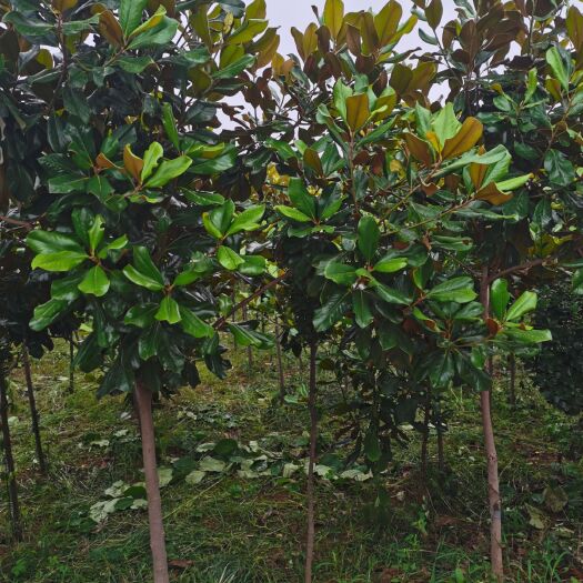 沂水县广玉兰 移植四年苗，已适应北方气候