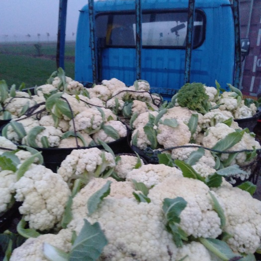 有机花菜地头批发中……，保质保量包新鲜，不额外收取任何中介费