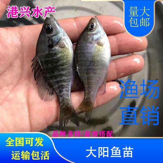 大田县太阳鱼苗 蓝腮太阳鱼苗 现货批发价格