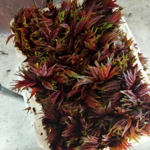 弥勒市红油香椿  本合作社每天有上千斤的椿芽产量！欢迎您实地考察订购！