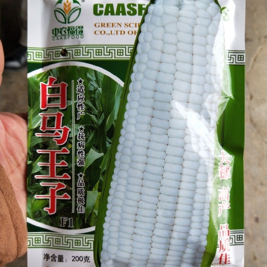 夏邑县糯玉米种子，白马王子，棒大均匀产量高，口感好，