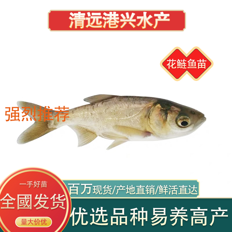 金大头鱼苗水花苗百万现货行情批发价格