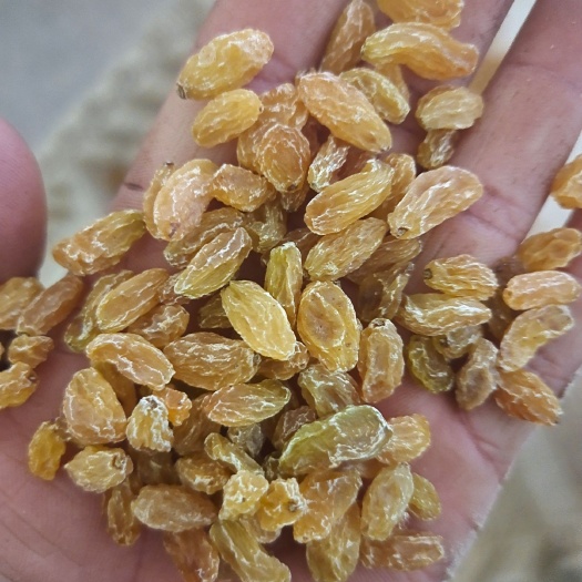 鄯善县黄葡萄干