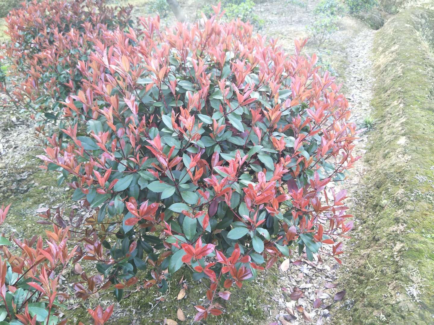 冬青球  红继木球，红叶石楠球，金森女贞球，金叶女贞球，