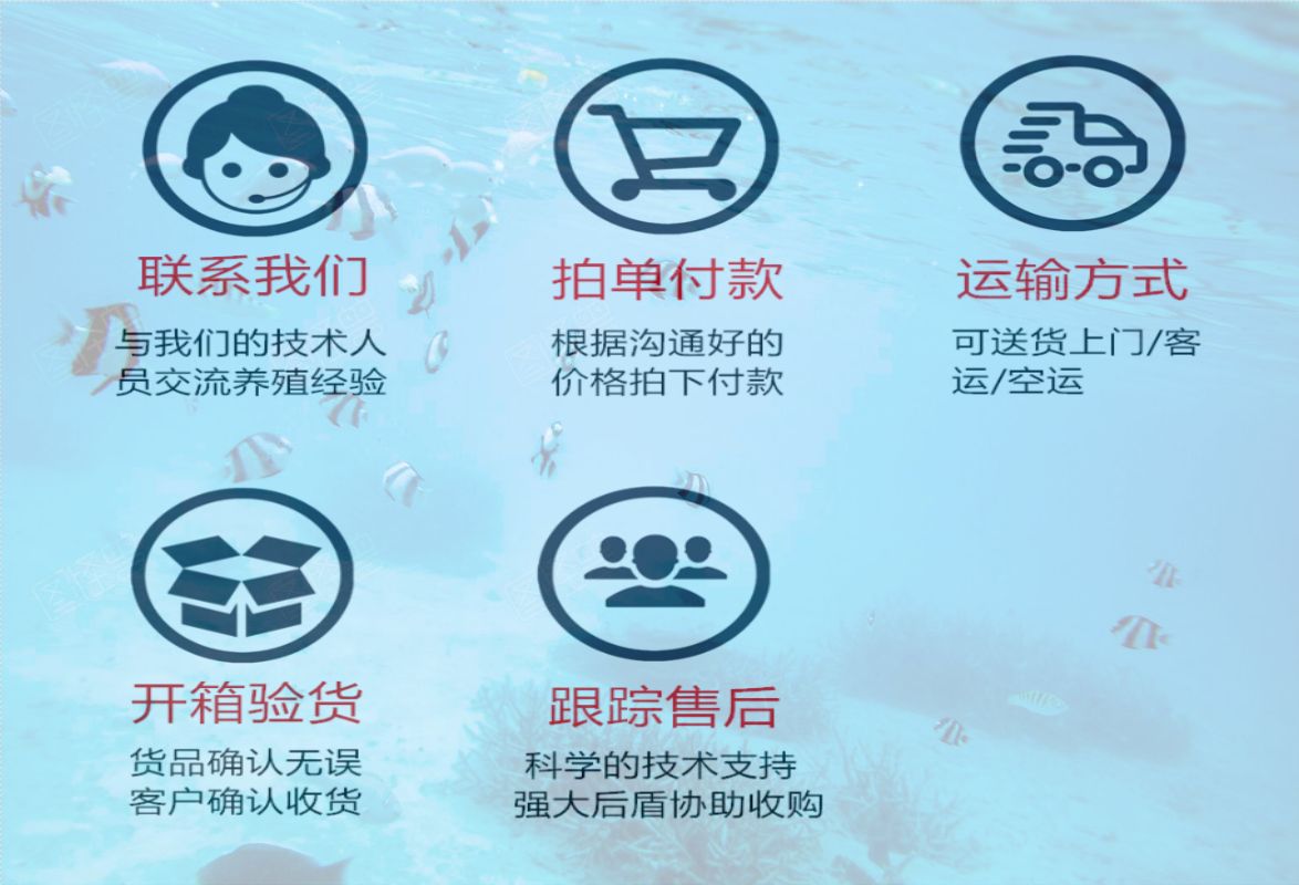 桂鱼苗  桂花鱼苗翘嘴桂寸苗水花苗 市场行情批发价格全国发货