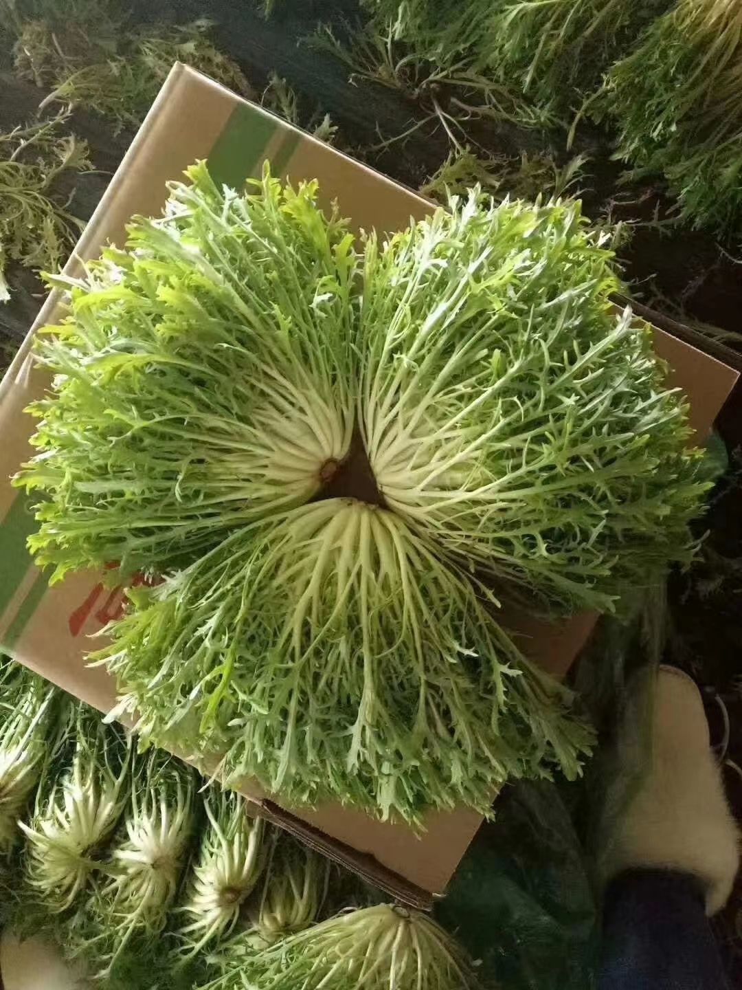 大油麦  各种精品叶菜
