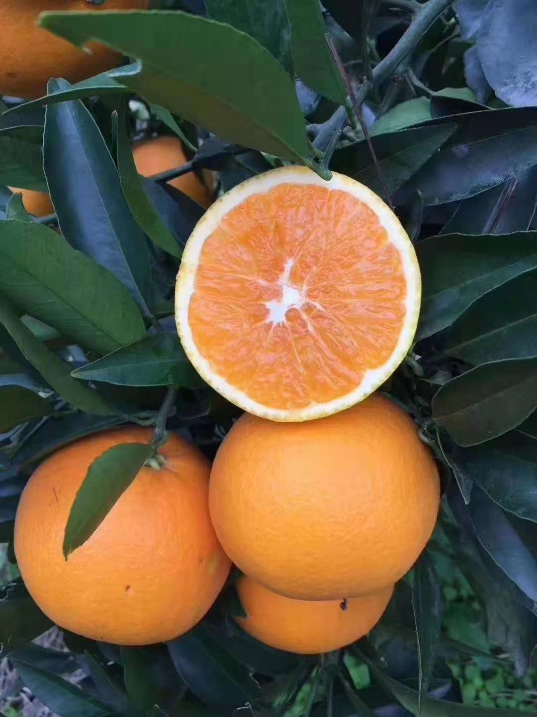 秭归脐橙 水多，甘甜可口，好吃的很