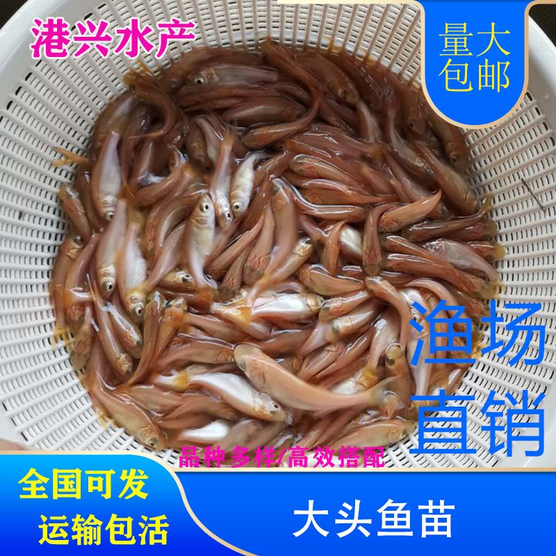 金大头鱼苗水花苗百万现货行情批发价格