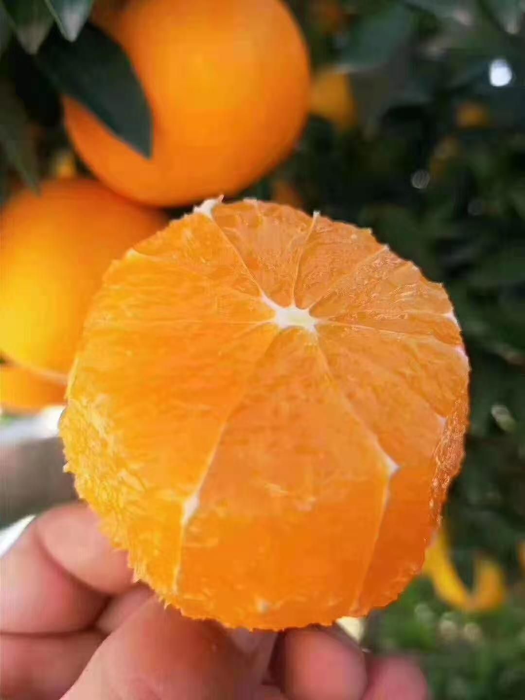 秭归脐橙 水多，甘甜可口，好吃的很