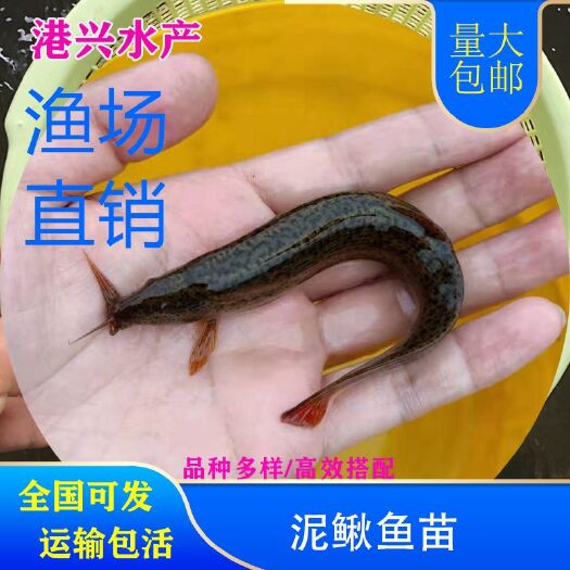 白银泥鳅苗  泥鳅苗水花苗优质品种推荐全国可发 百万现货行情价格