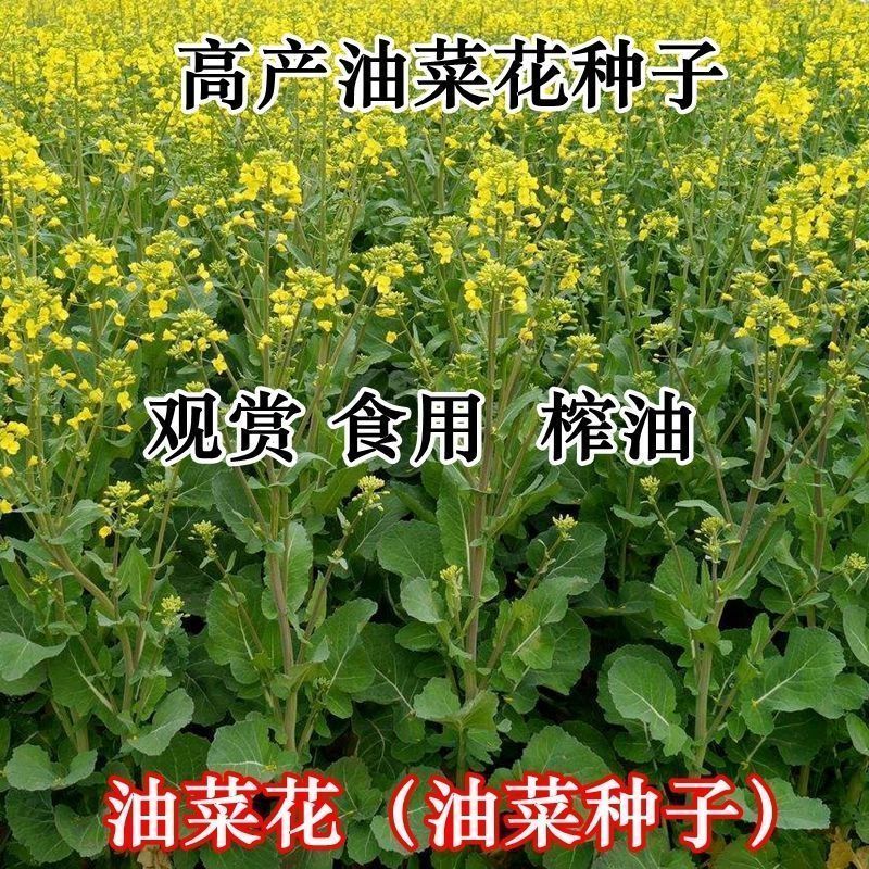 宁津县油菜籽种子  景色观赏食用榨油高产油菜花种子经济作物大量现货