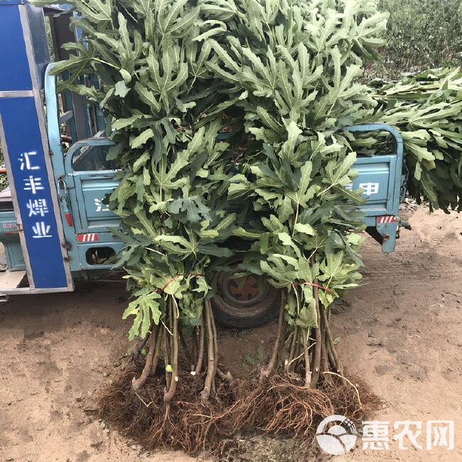 芭劳奈无花果苗  芭劳奈无花果优质嫁接苗南北方适应种植高产基地直销现挖现发