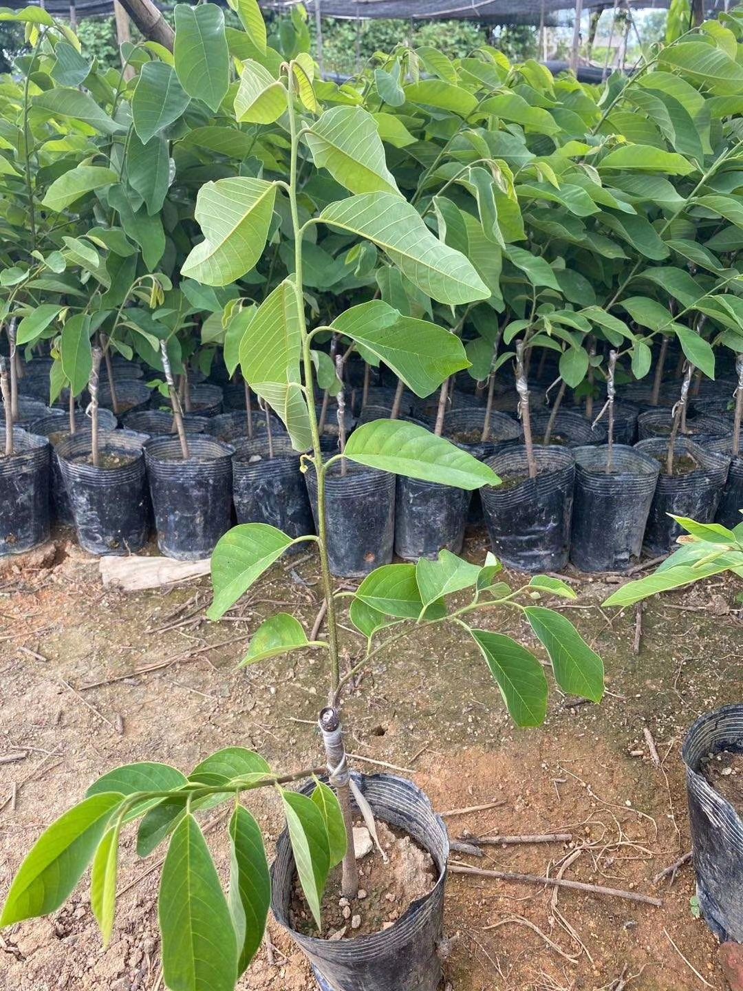 凤梨释迦果苗 榴莲释迦果苗