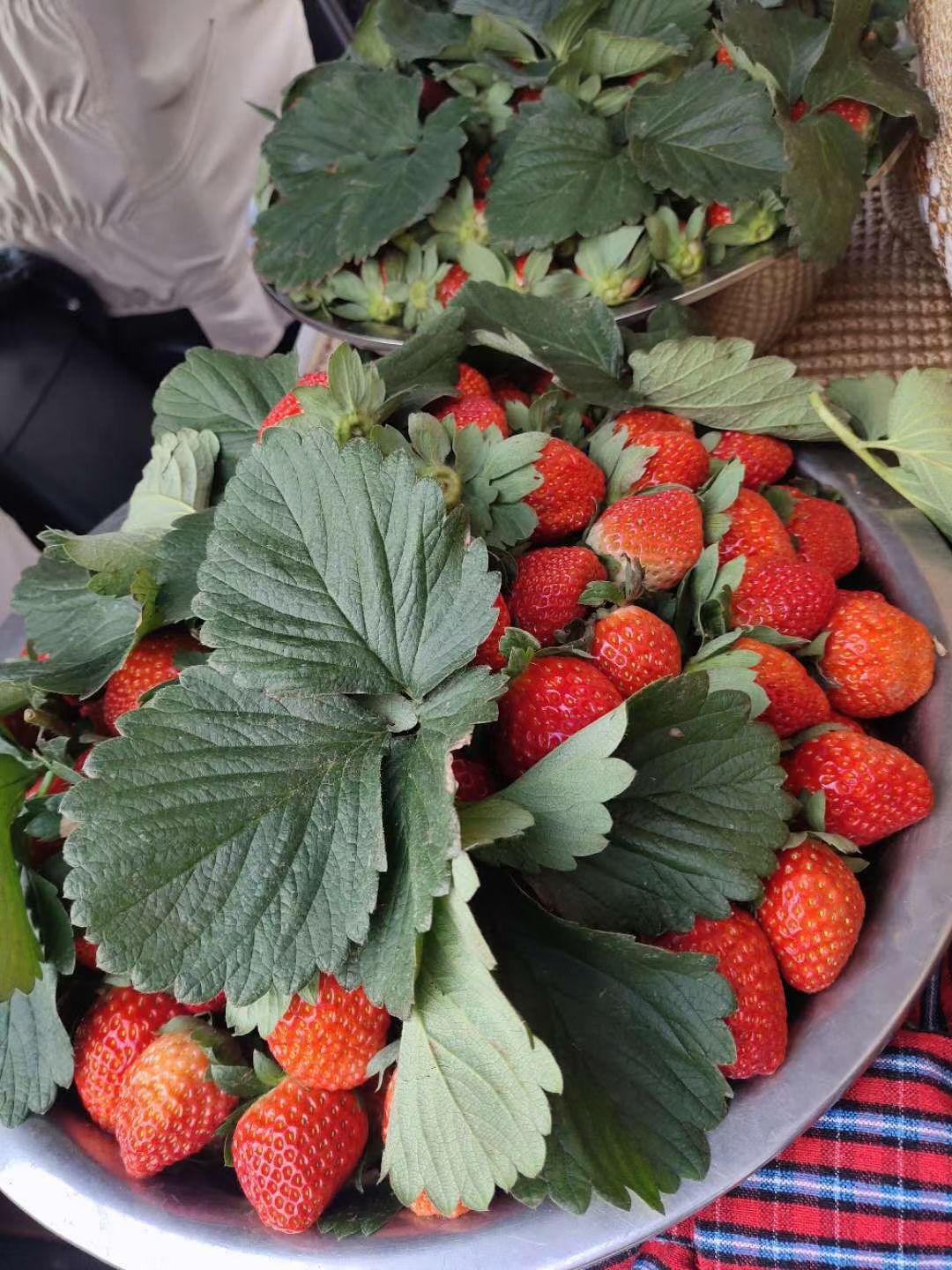 妙香草莓  草莓来了2斤36元3斤48元5斤68