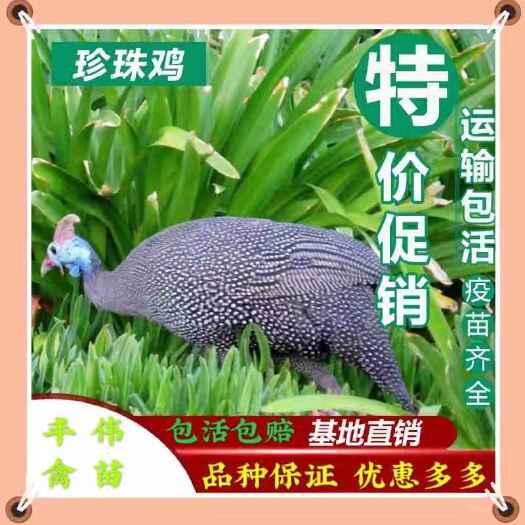 珍珠鸡苗  珍珠小鸡苗 珍珠鸡种苗 厂家运输优质纯种珍鸡珠鸡