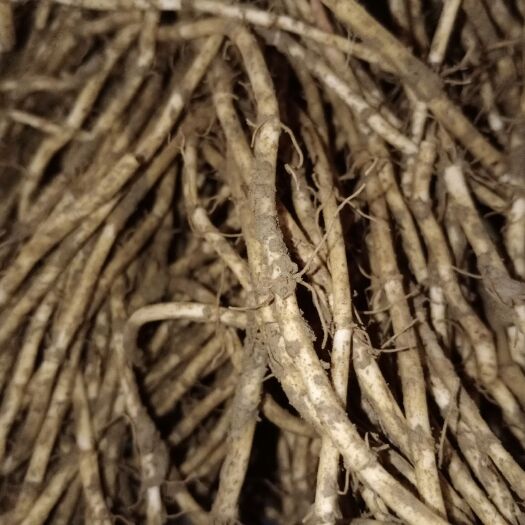 长顺县红茎鱼腥草