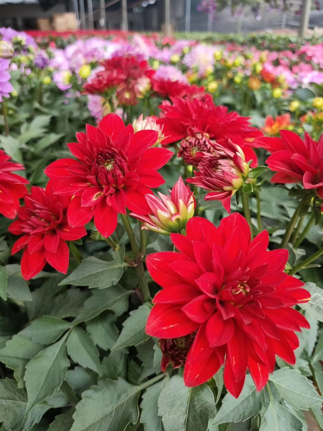 大丽花苗  大丽花盆栽多年生草本有巨大棒状块根茎直立多分枝根系发达