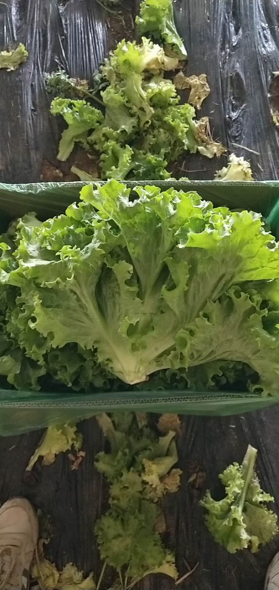 大油麦  各种精品叶菜