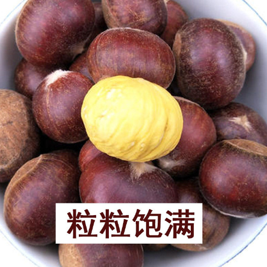 宽甸县丹东板栗王可散称，正宗丹东板栗王，糖炒栗子专用