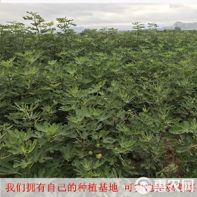 芭劳奈无花果苗  芭劳奈无花果优质嫁接苗南北方适应种植高产基地直销现挖现发