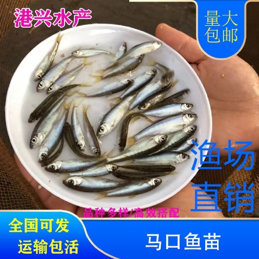 清远马口鱼苗2-5cm现货供应