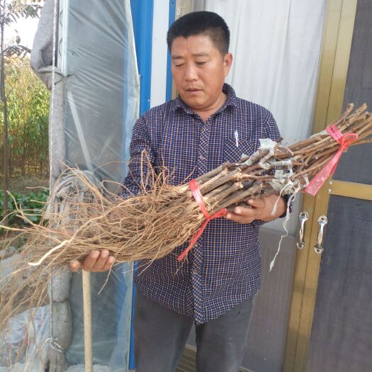 泰安阳光玫瑰葡萄苗 