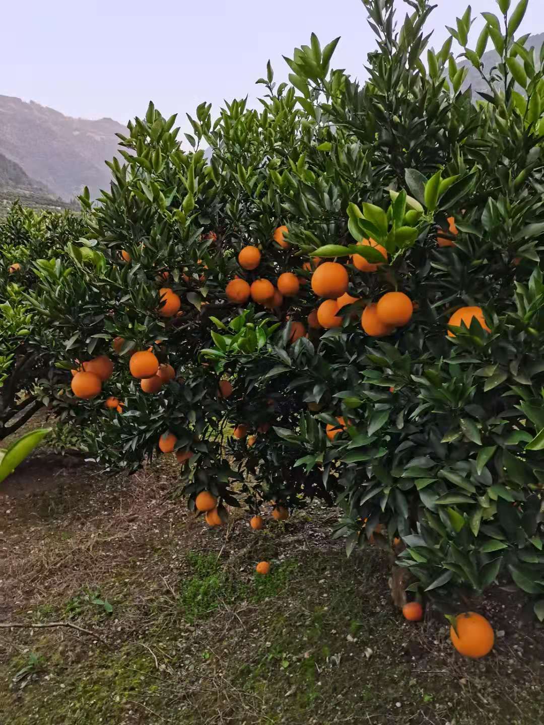 秭归脐橙 水多，甘甜可口，好吃的很