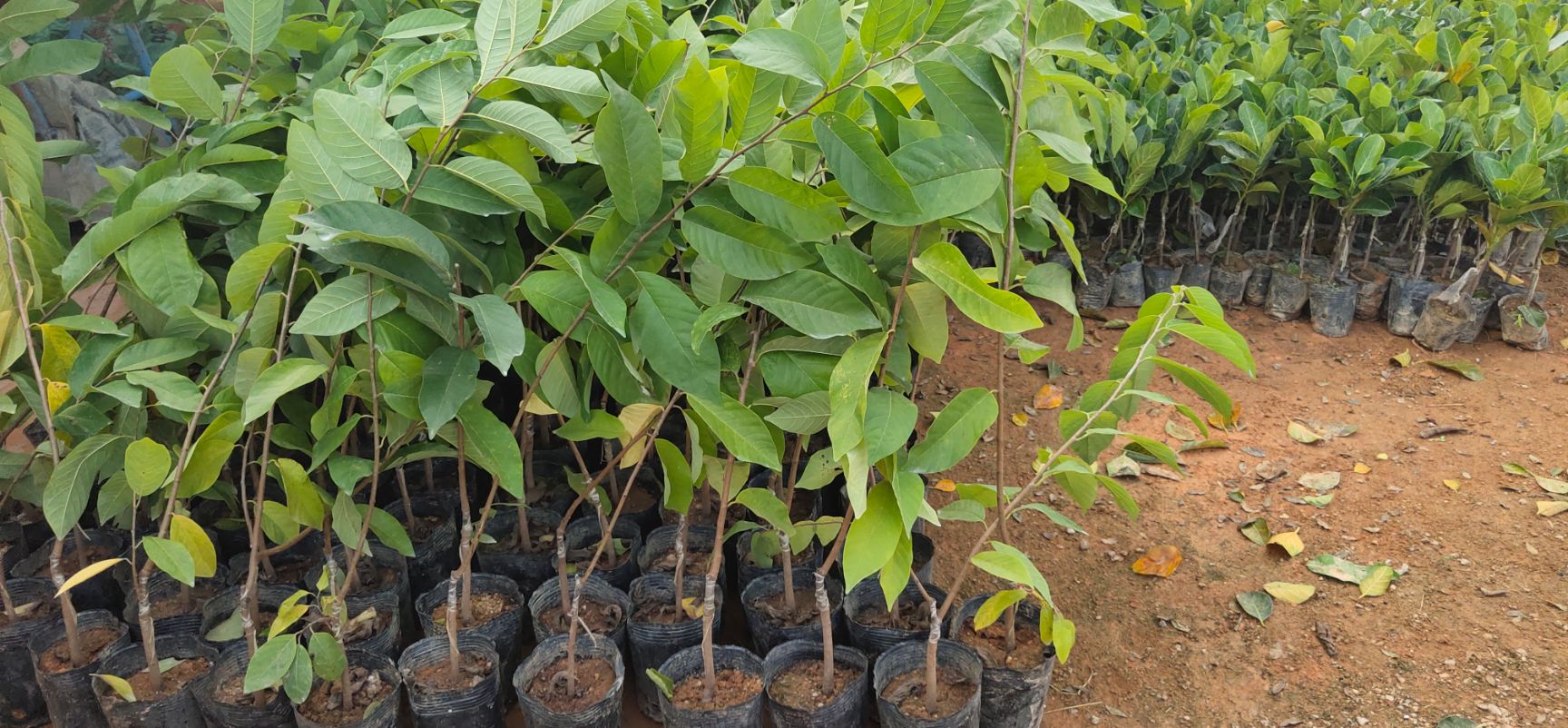 凤梨释迦果苗 榴莲释迦果苗