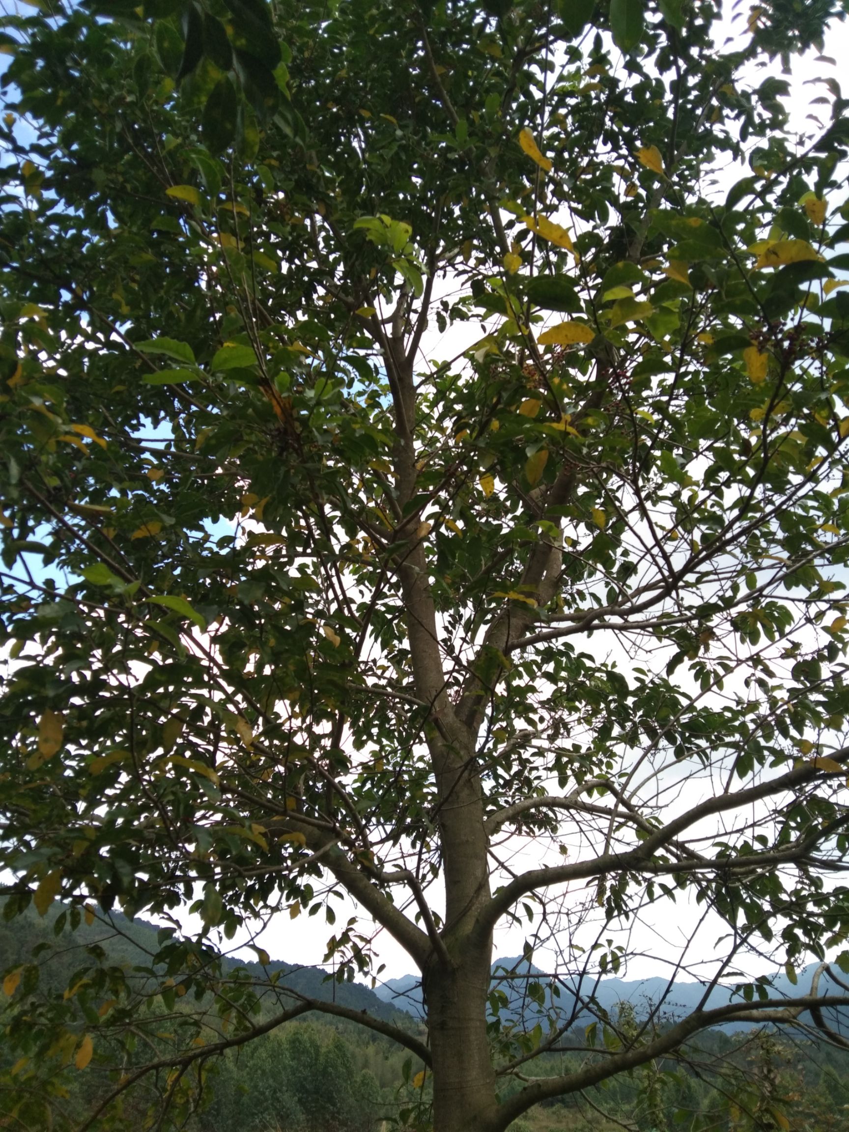 红果冬青 红果子冬青树6-12公分,3500棵左右,品种好价格优