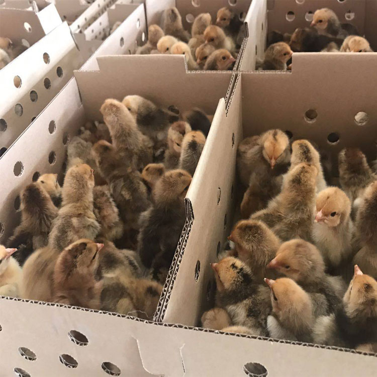 小鸡苗快大型K9鸡苗麻黄882鸡苗901肉鸡苗快大九斤红