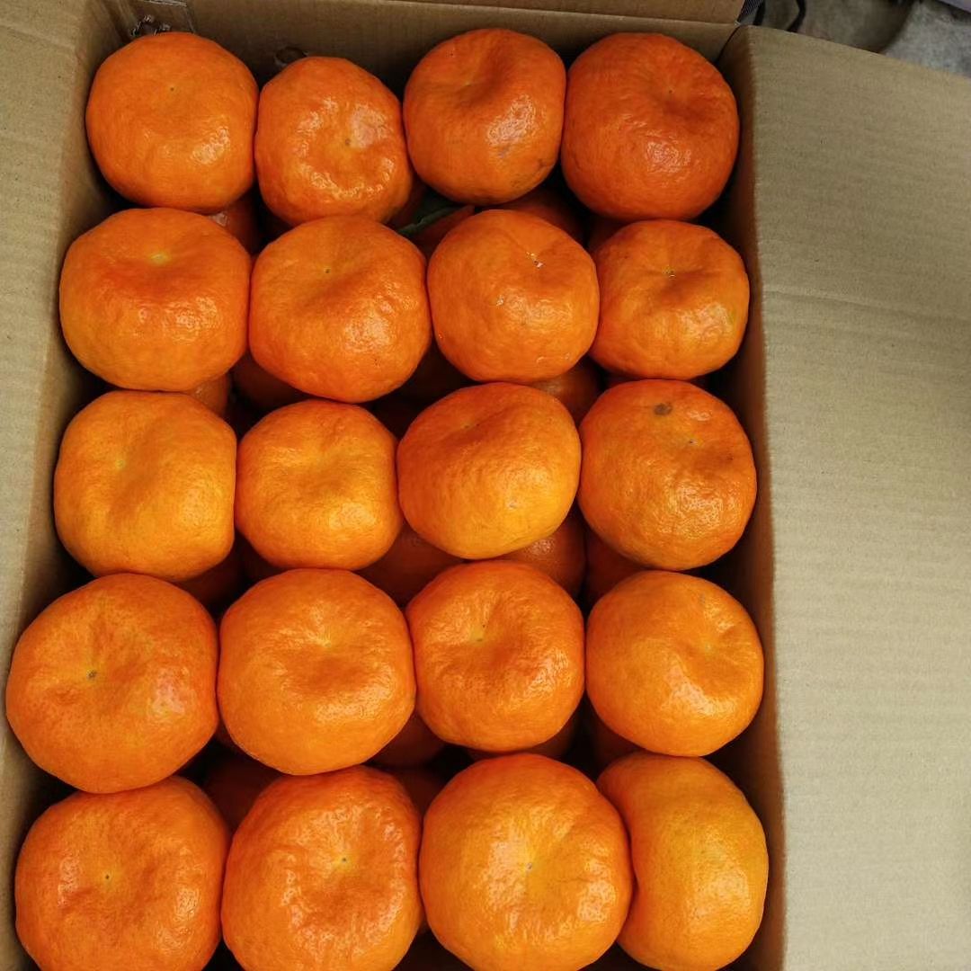 黄橘子  最老的本地品种，没嫁接过的那种，味道偏酸甜