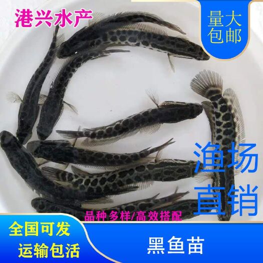 大同黑鱼苗  黑鱼乌鱼苗生鱼苗批发水花苗渔场供应