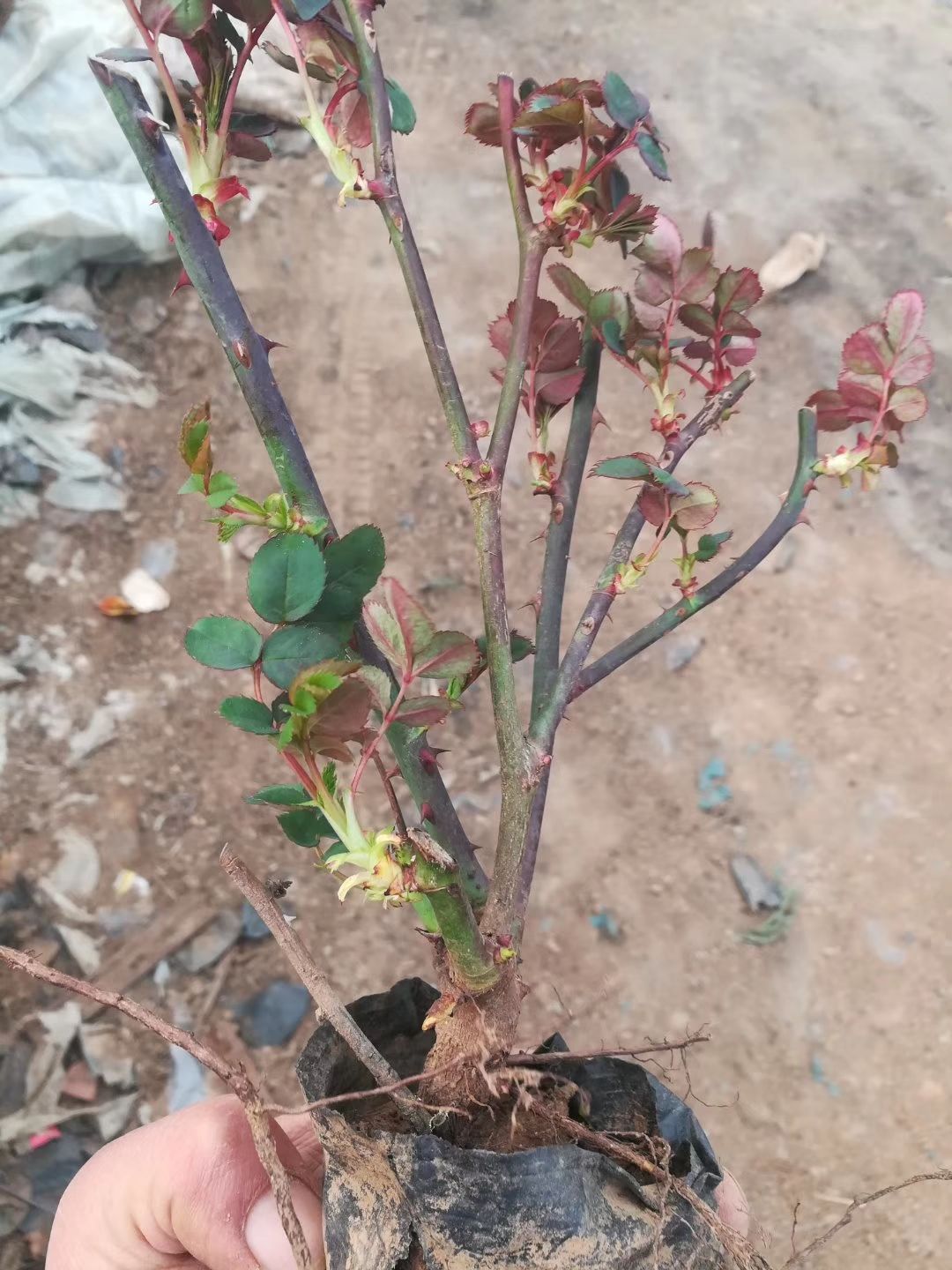 玛格丽特王妃  月季多品种
