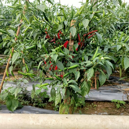 景洪市小米椒  小米辣，颜色鲜亮，果大，保质期长。自家基地500亩，直销价格