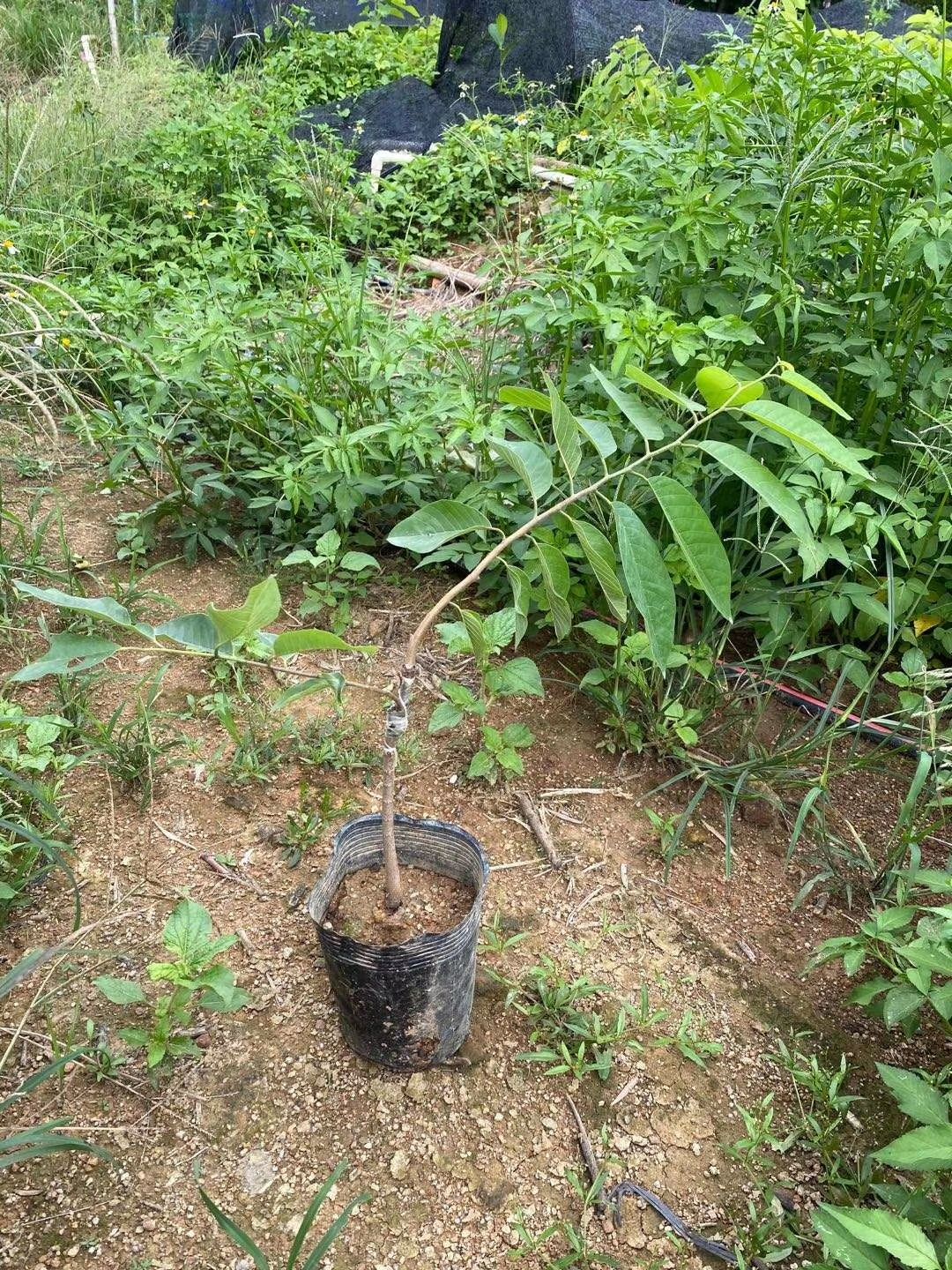 凤梨释迦果苗 榴莲释迦果苗