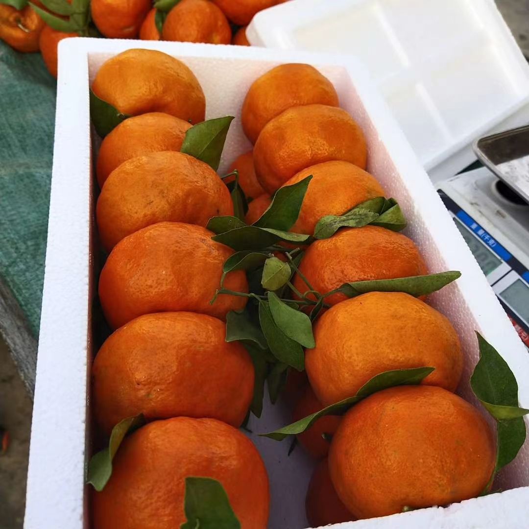 黄橘子  最老的本地品种，没嫁接过的那种，味道偏酸甜