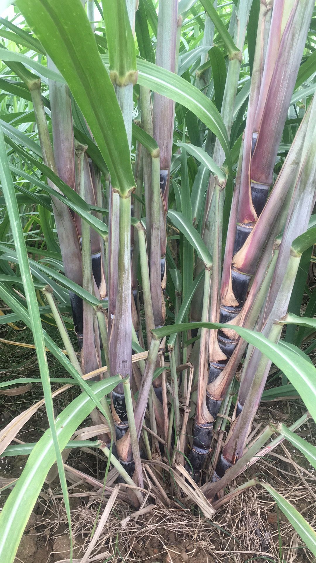 大灰种甘蔗  果蔗种,苗甘蔗种,土炮脱毒苗