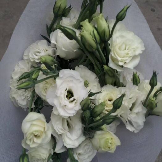 昆明草花  云南基地直发香水百合昆明助农鲜花玫瑰花束直批同城速递不零售